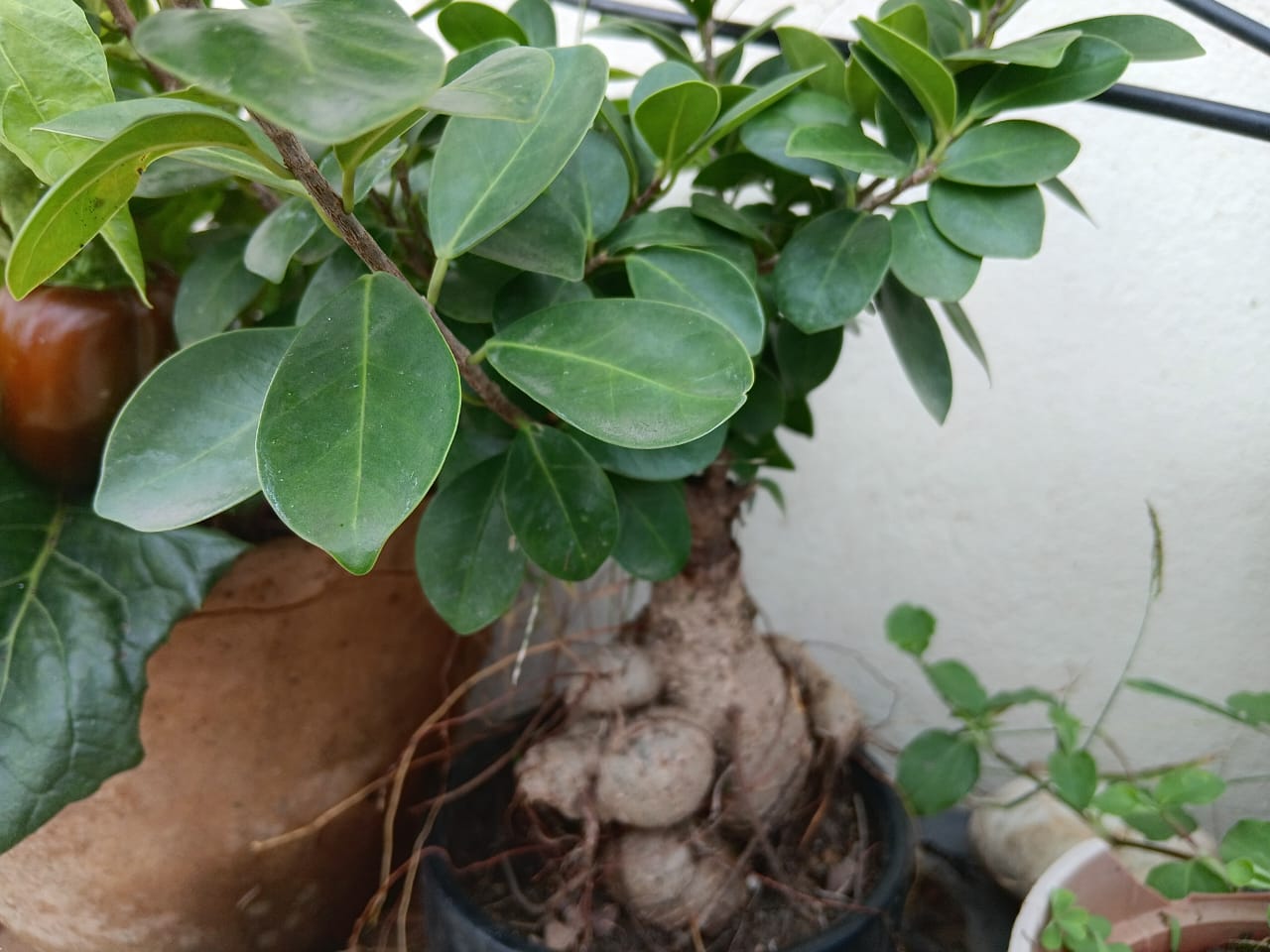 Ficus 6 Years Bonsai